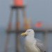 Herring Gull 070309_2